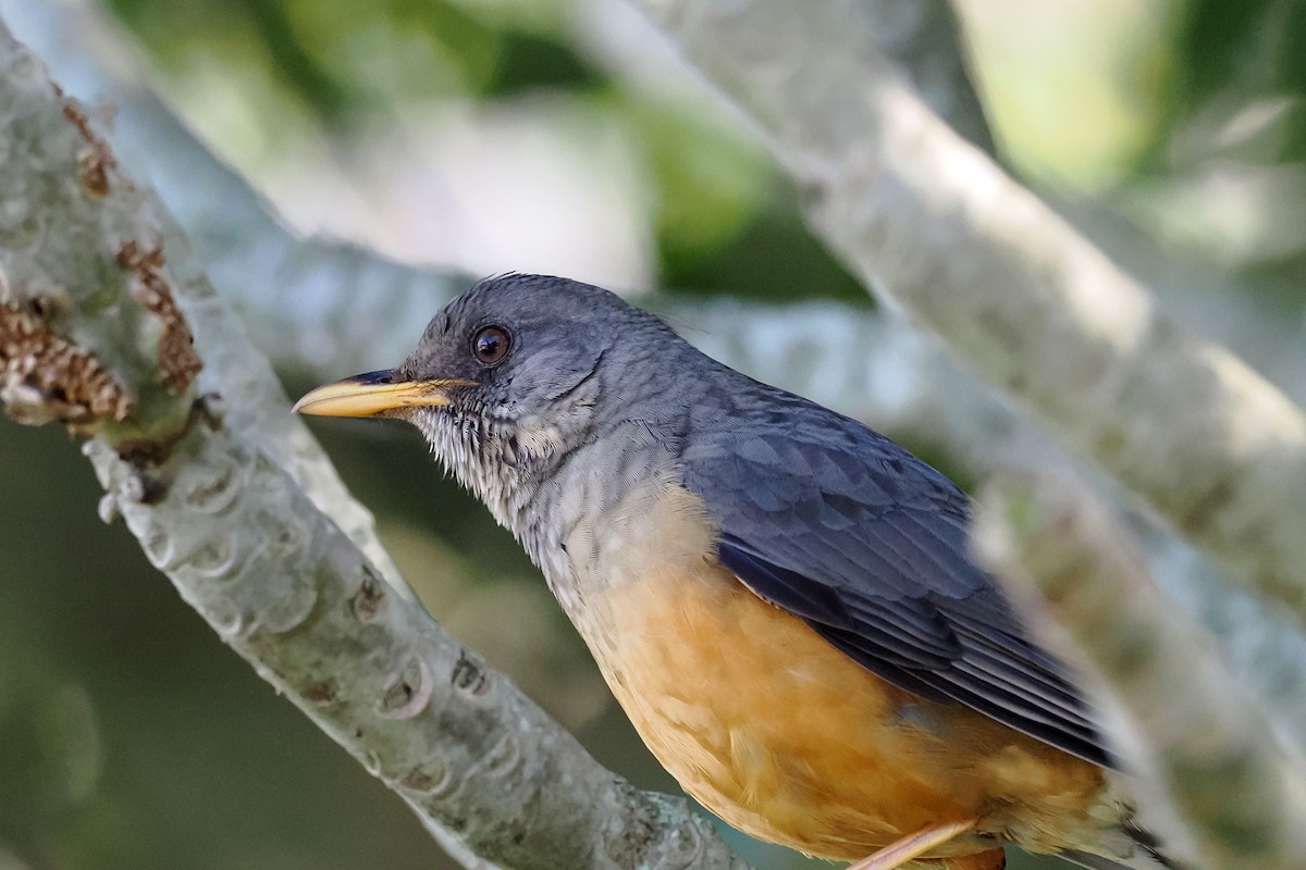 Olive Thrush - ML641101979
