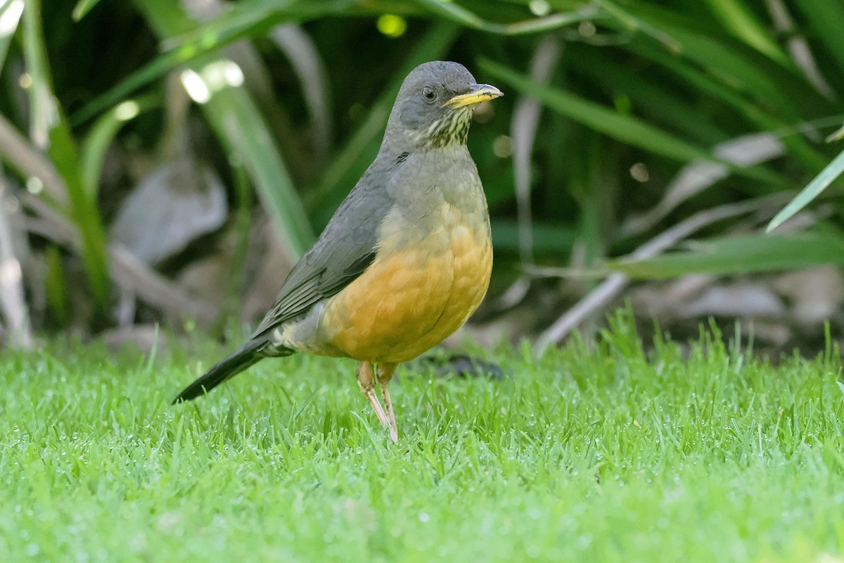 Olive Thrush - ML641101980