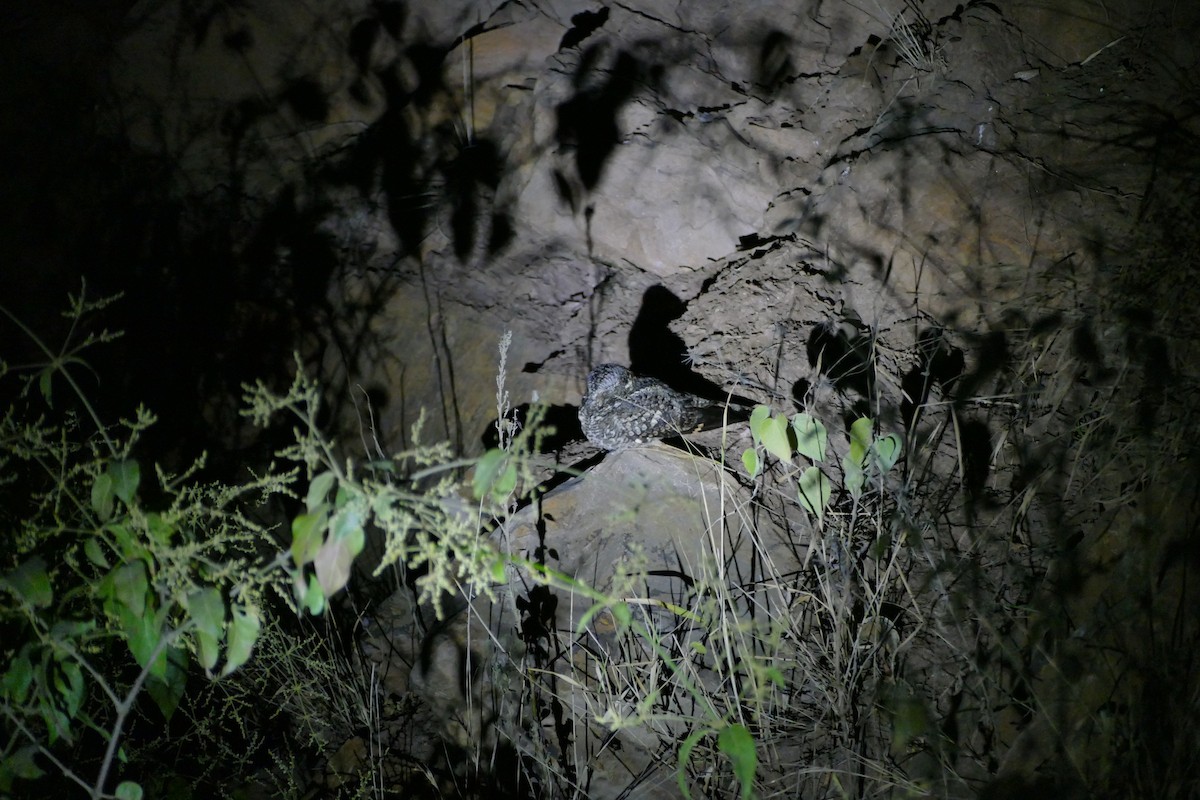 Band-winged Nightjar - ML64110201