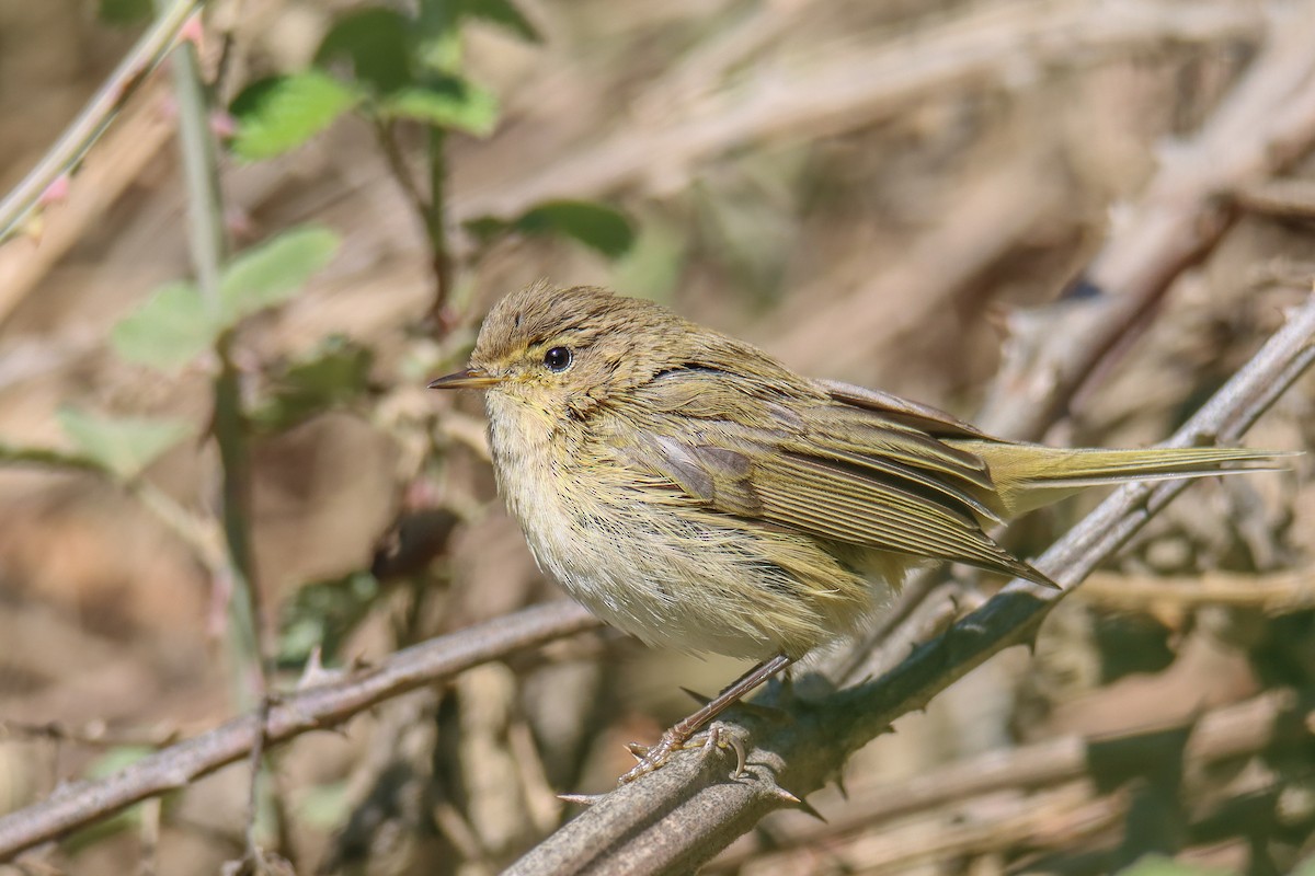 Common Chiffchaff - ML641102012