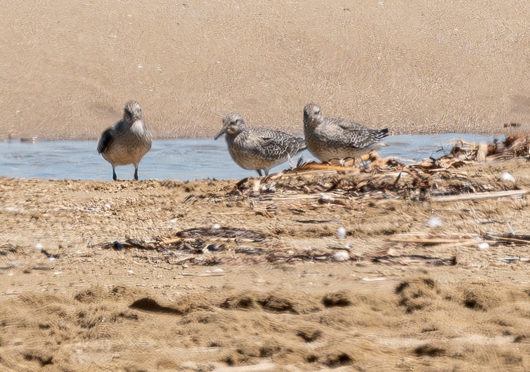 חופית להקנית - ML641102014