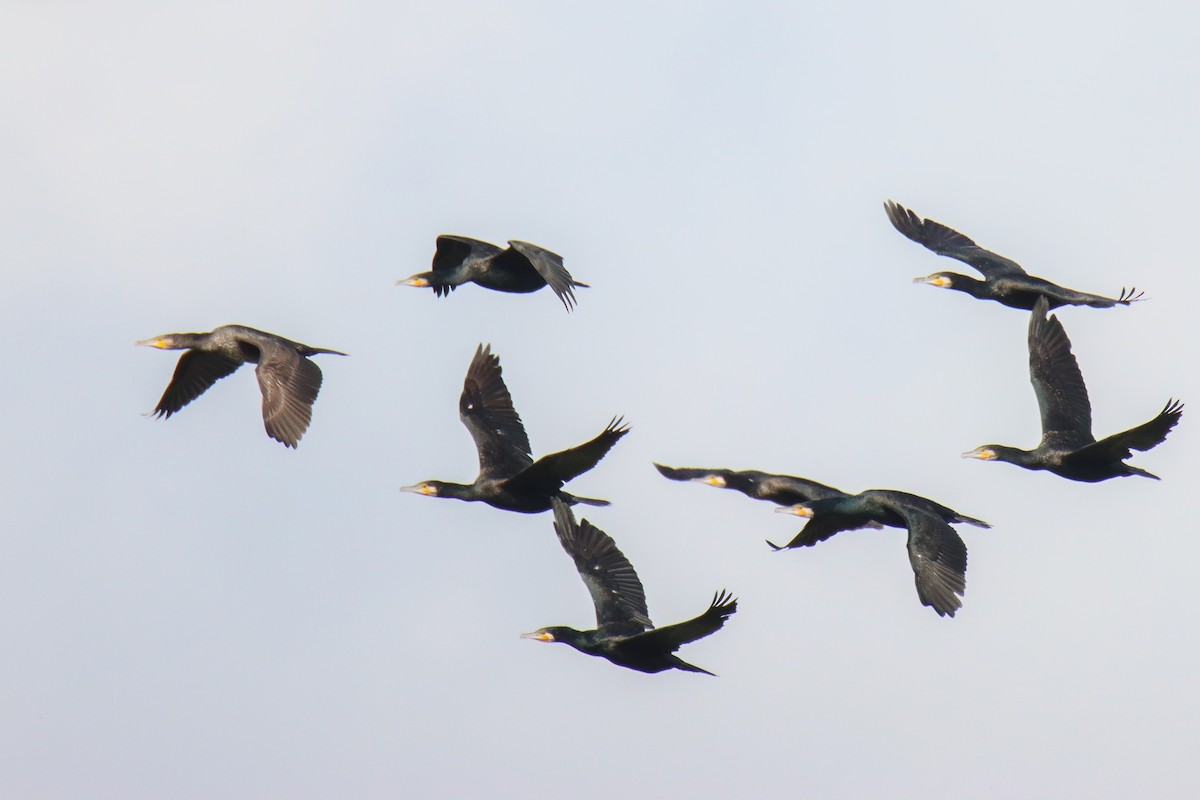 Great Cormorant - ML641102024