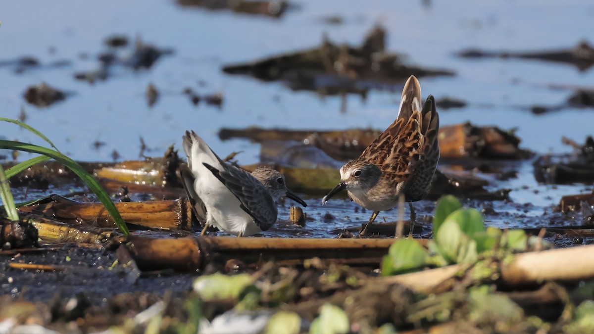 Least Sandpiper - ML641102036