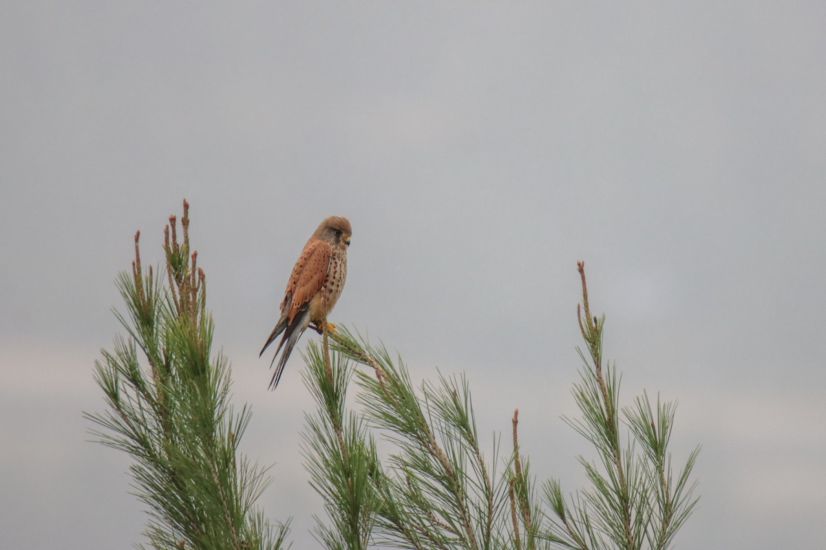 Eurasian Kestrel - ML641102040