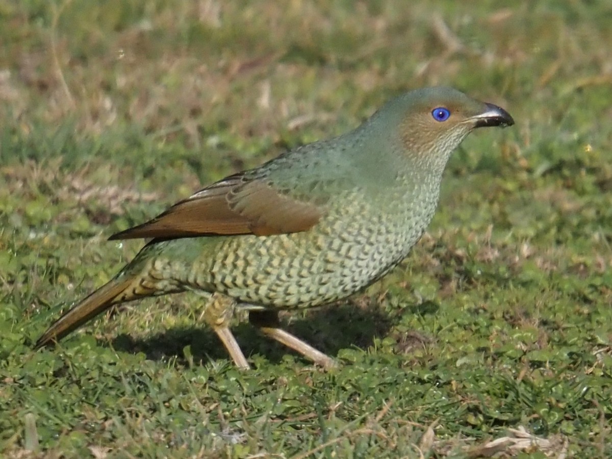 Satin Bowerbird - ML641102081