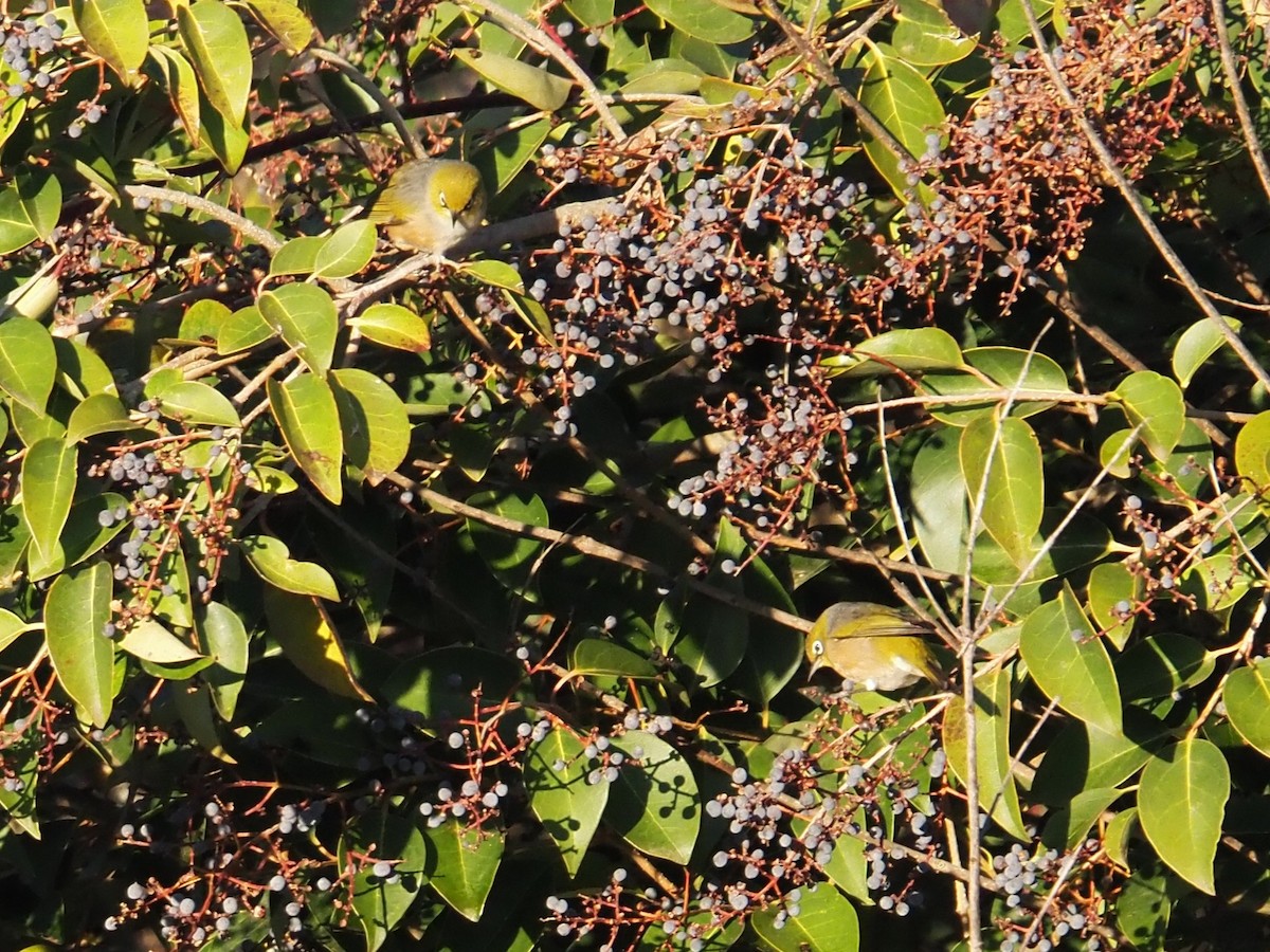 Silvereye - ML641102093