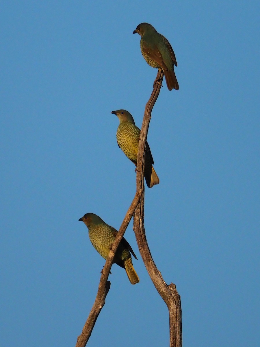 Satin Bowerbird - ML641102099