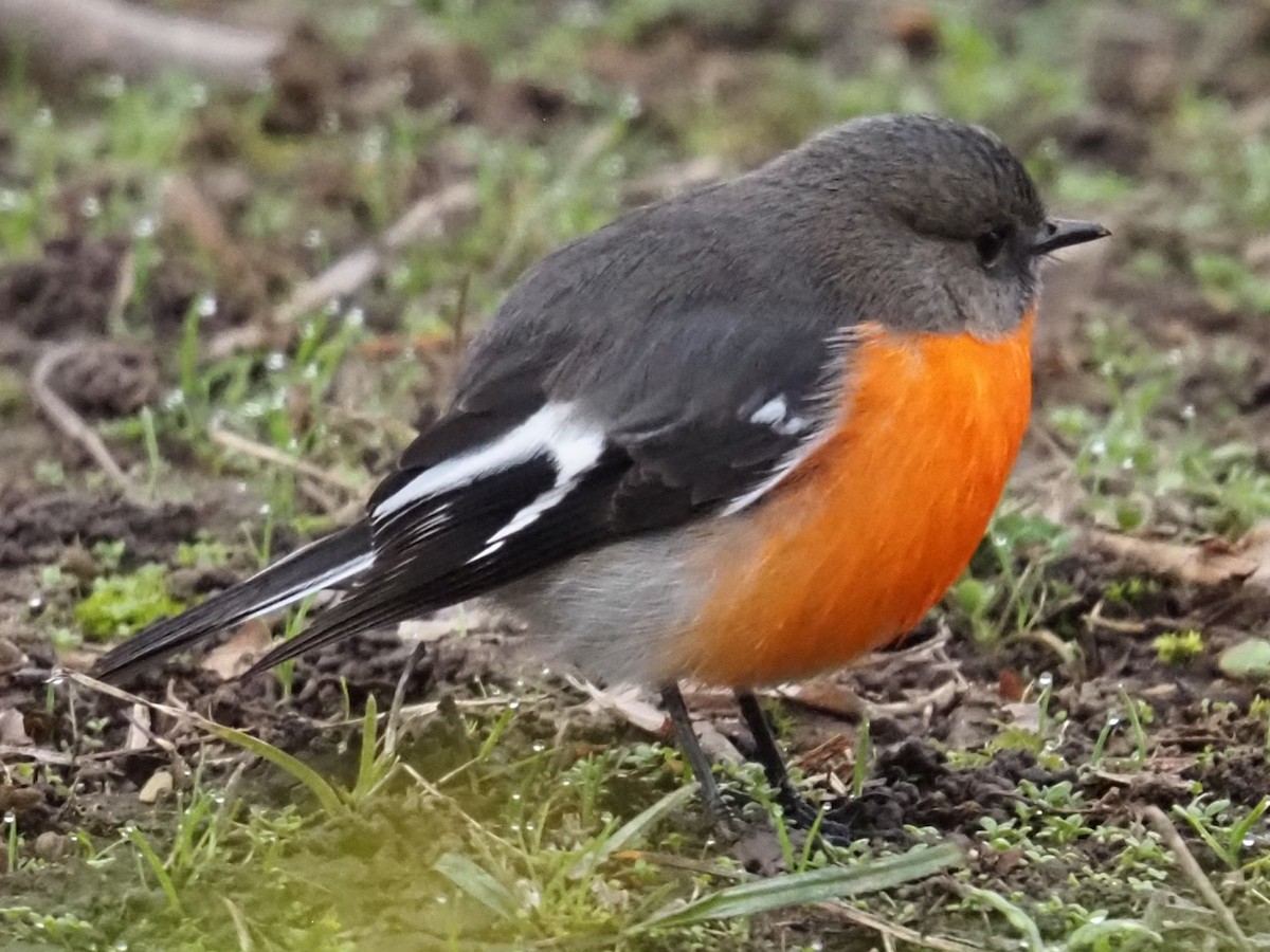 Flame Robin - ML641102114