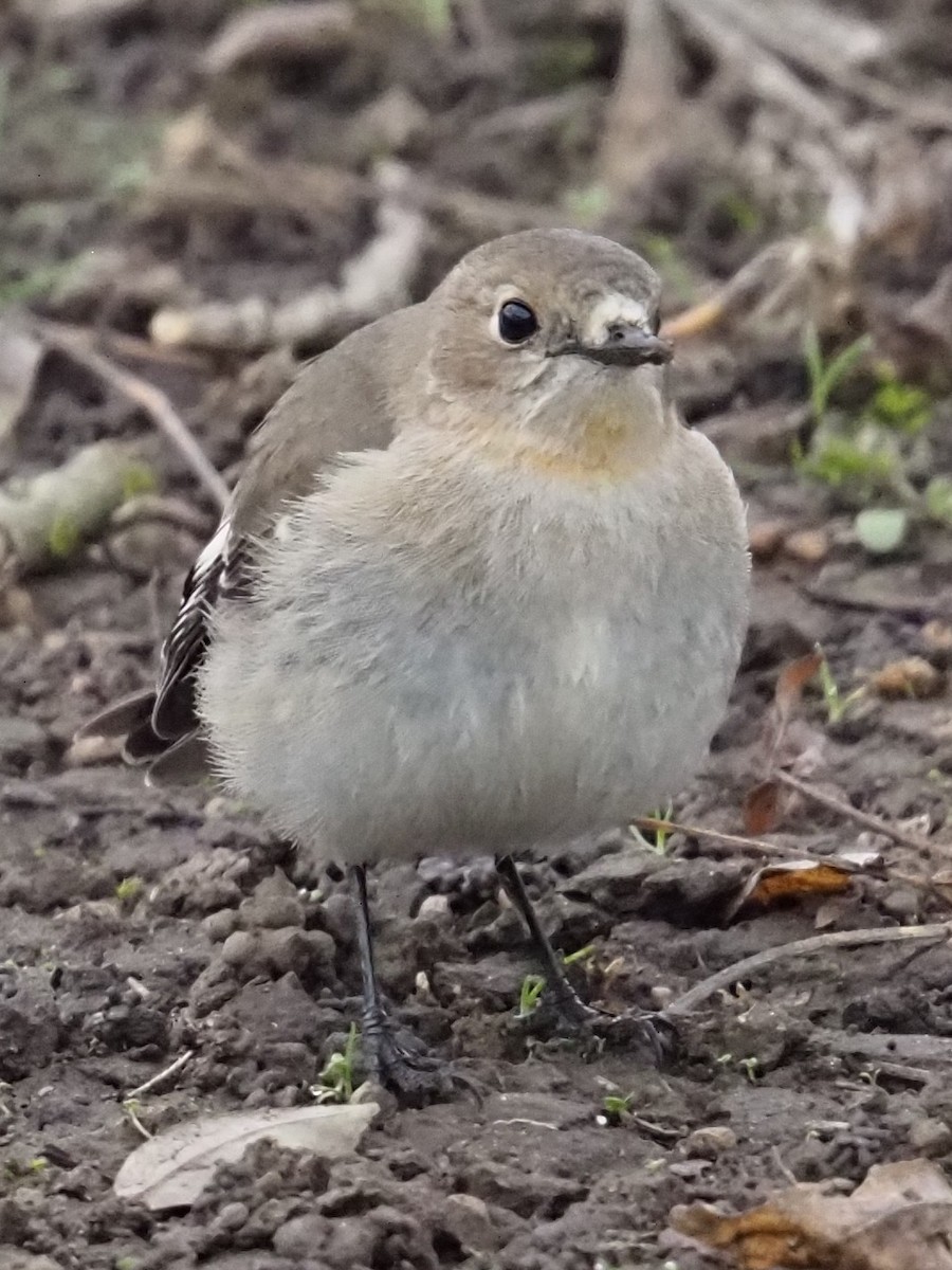 Flame Robin - ML641102116