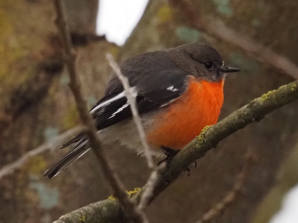 Flame Robin - ML641102118