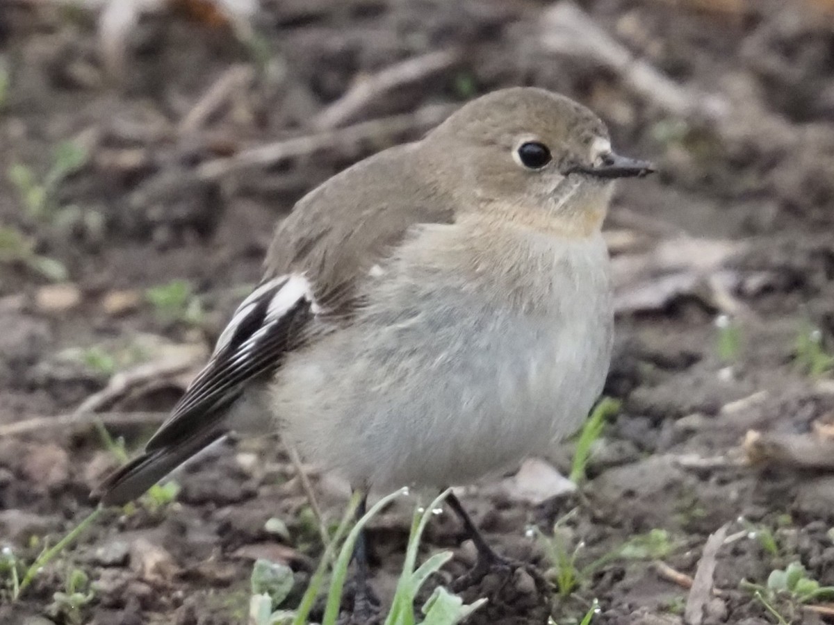 Flame Robin - ML641102119