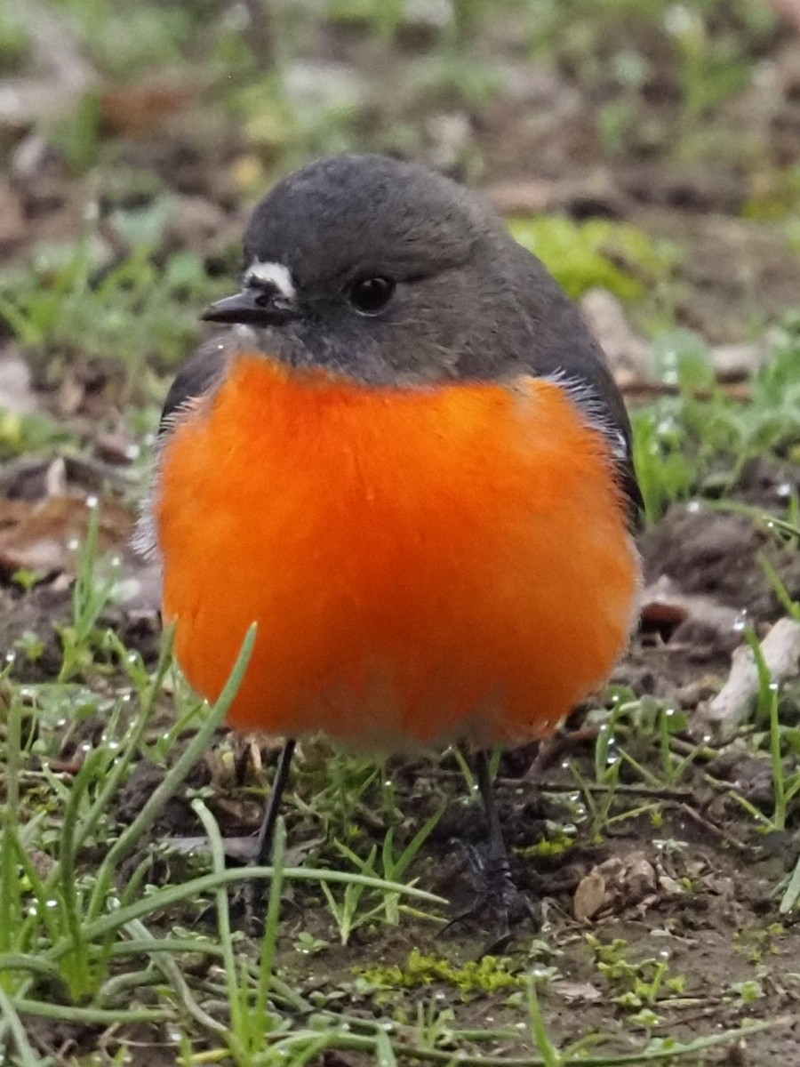 Flame Robin - ML641102120