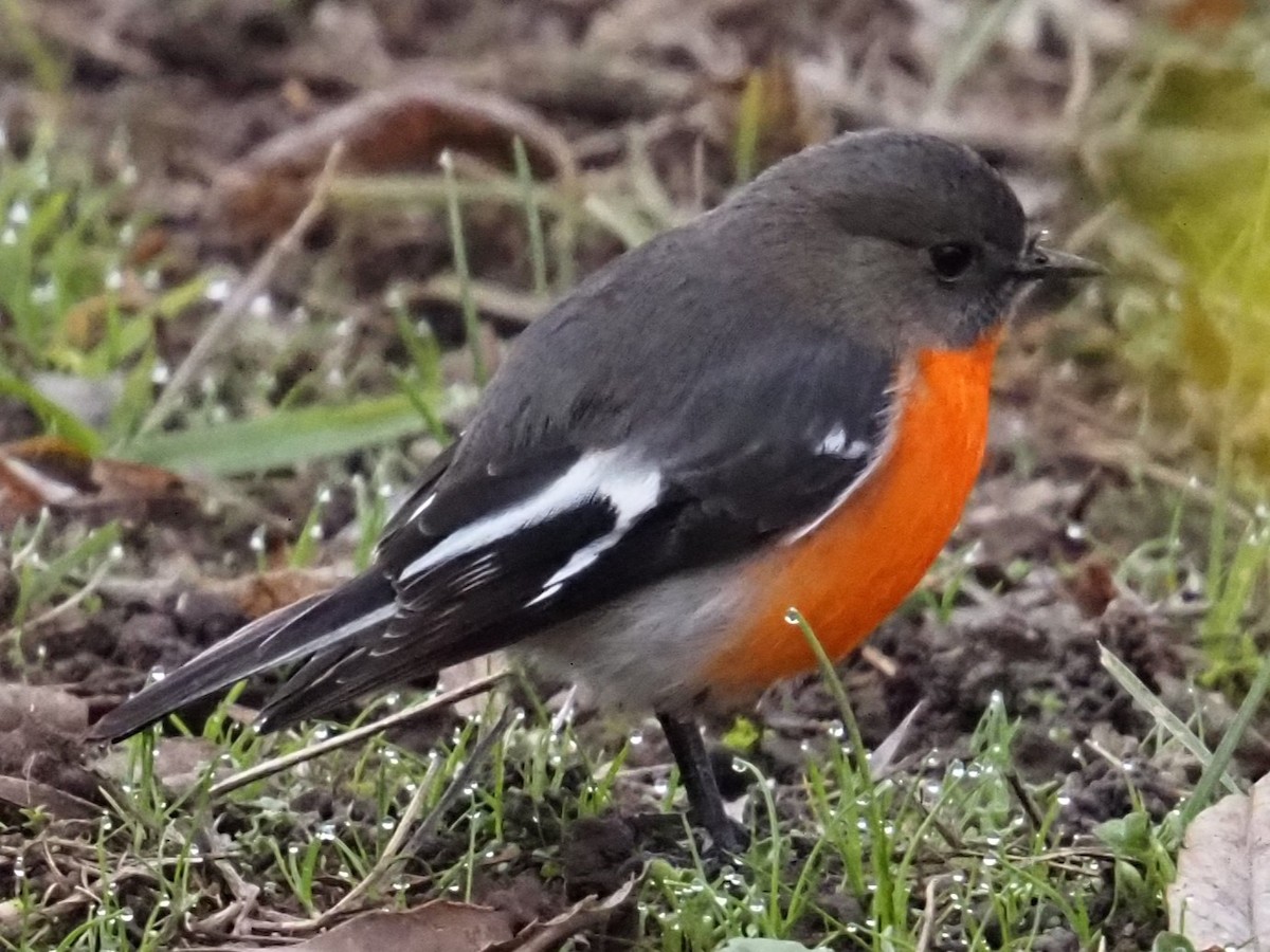 Flame Robin - ML641102121