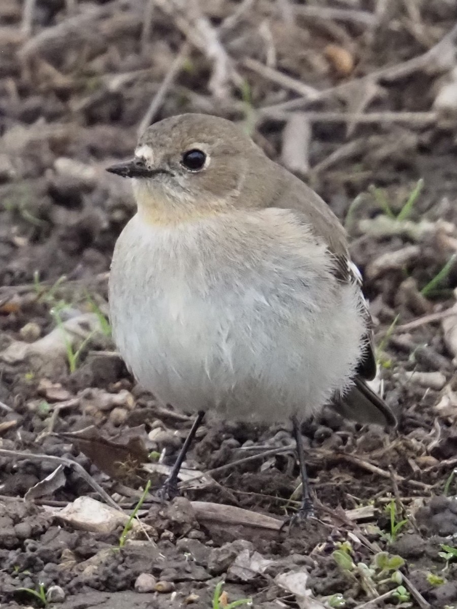 Flame Robin - ML641102122