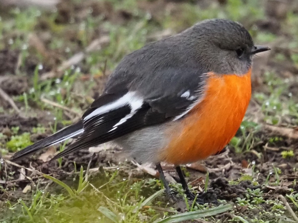 Flame Robin - ML641102124