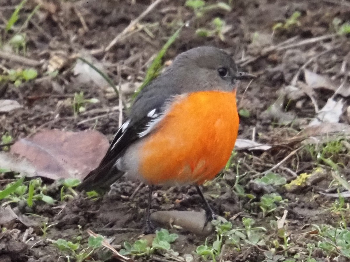 Flame Robin - ML641102125