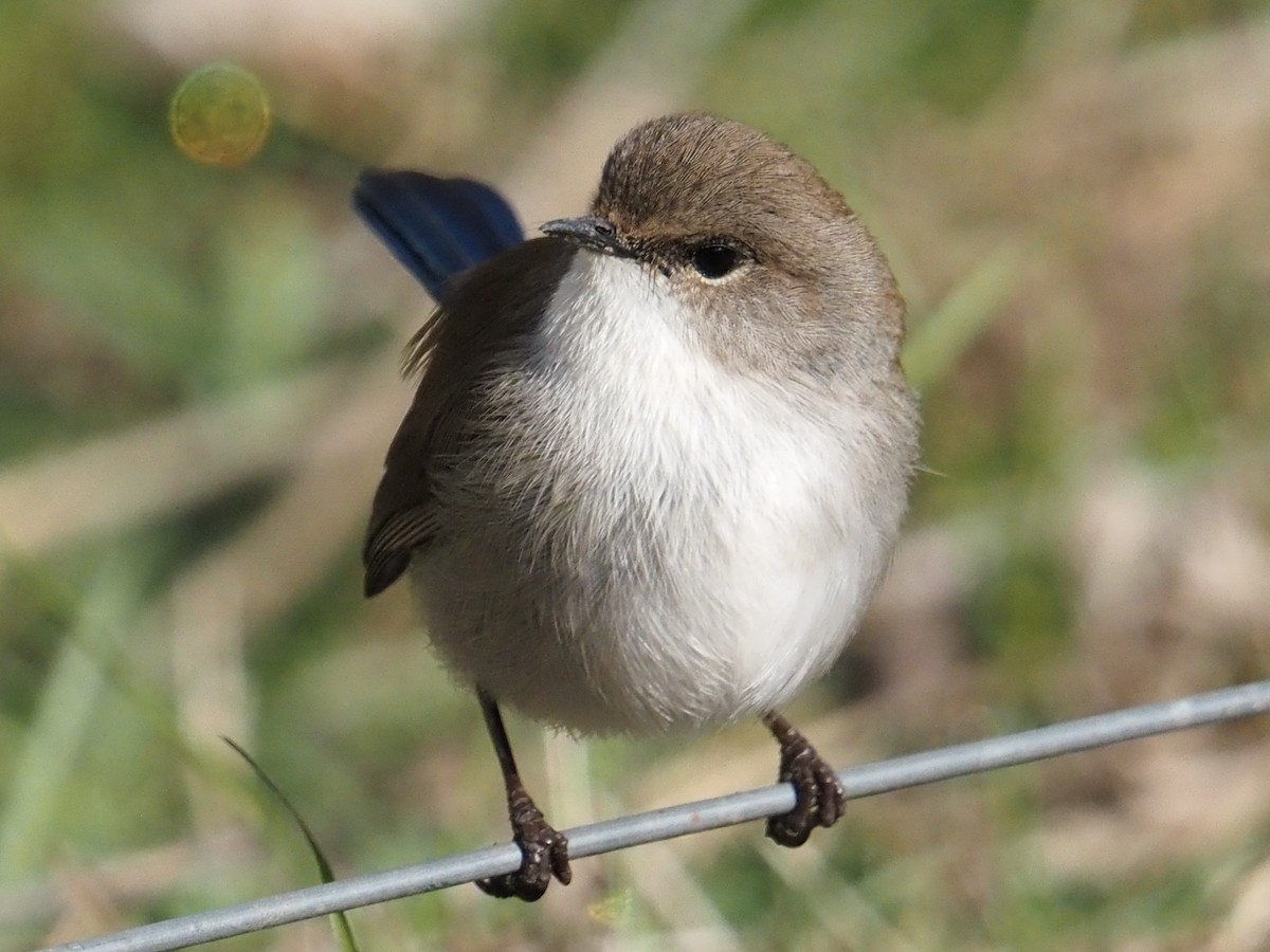 Superb Fairywren - ML641102131