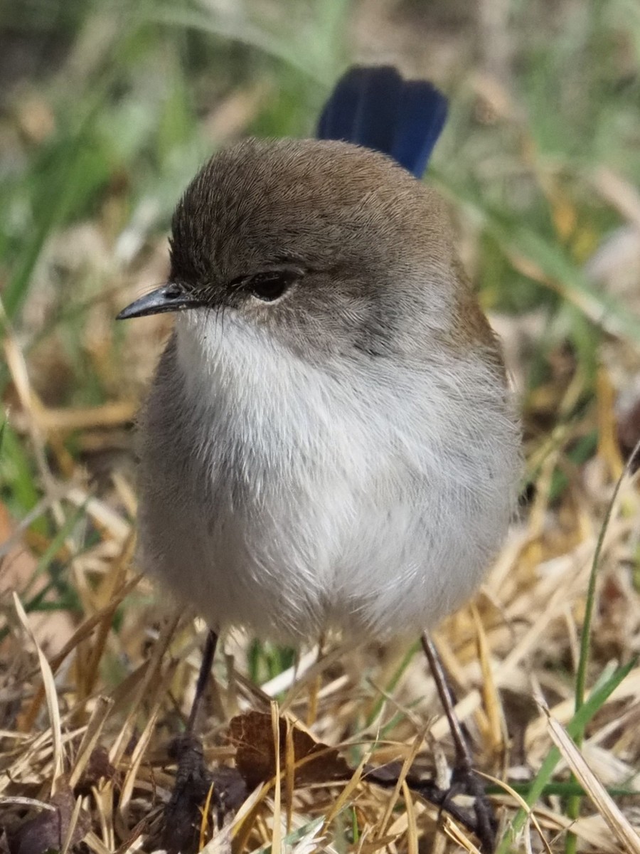 Superb Fairywren - ML641102132