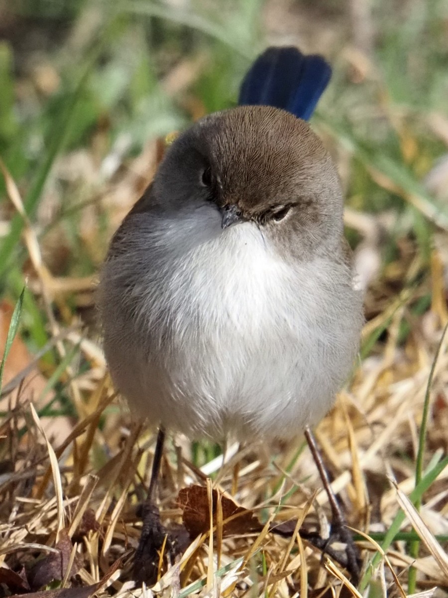 Superb Fairywren - ML641102133