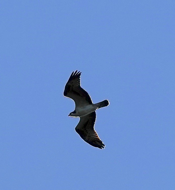 Falco pescatore - ML641102136