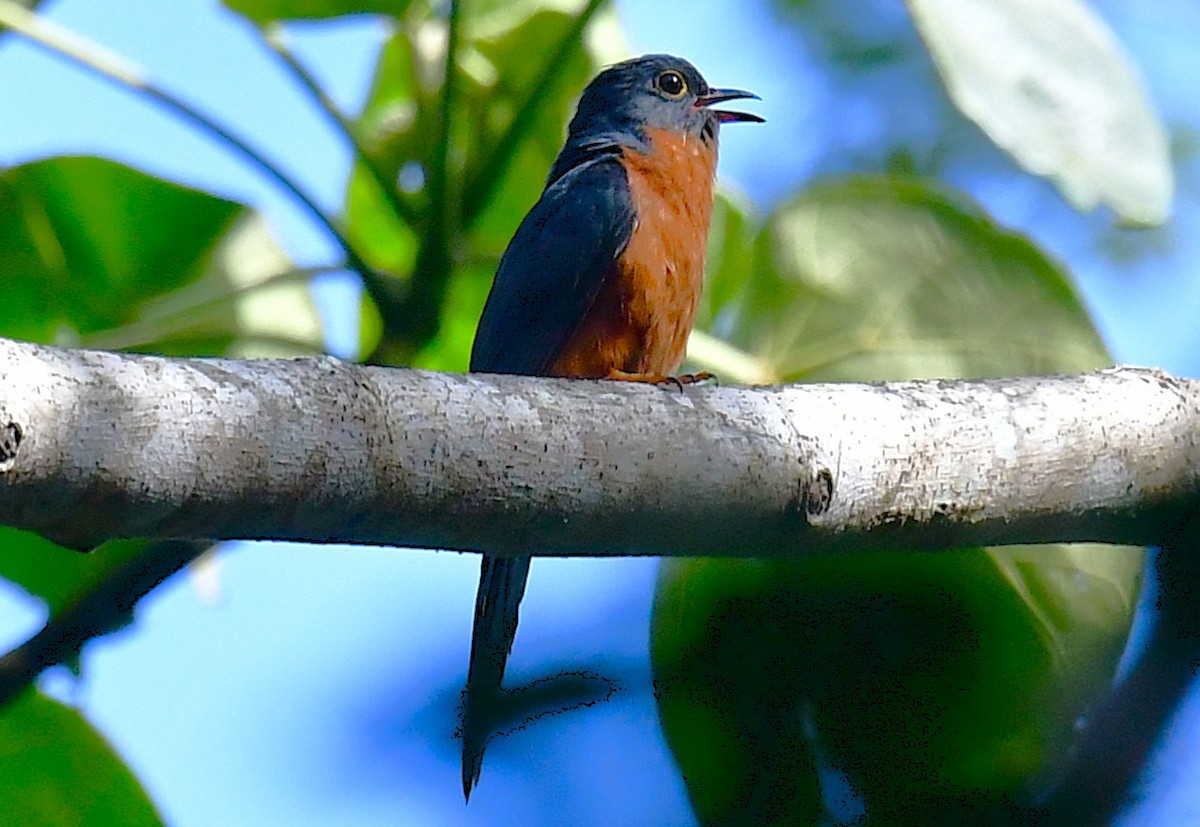 Chestnut-breasted Cuckoo - ML641102185