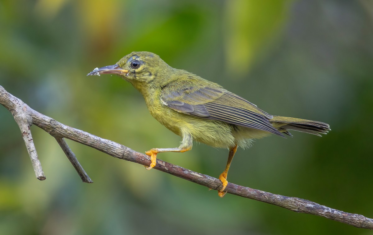 malaysolfugl - ML641102220