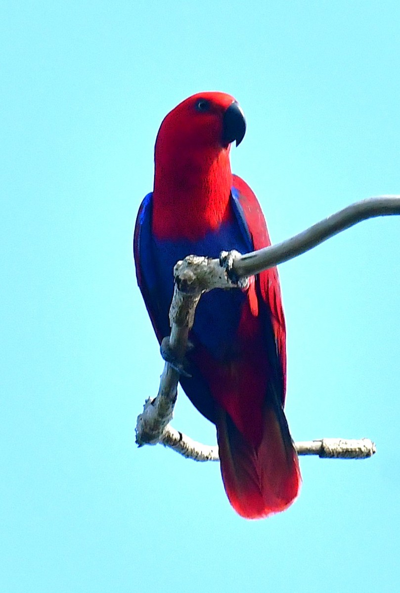 Papuan Eclectus - ML641102222