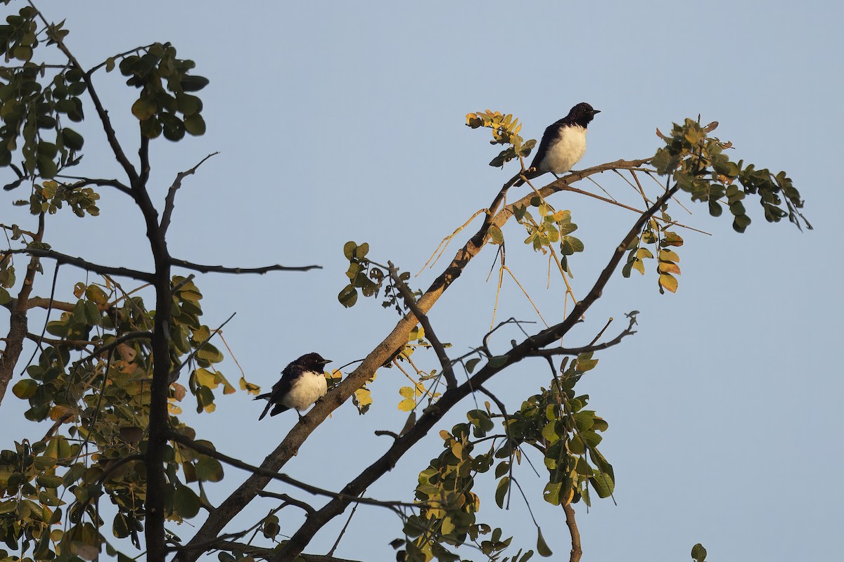 Violet-backed Starling - ML641102273