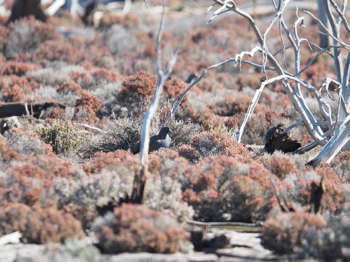 Black-tailed Nativehen - ML641102315