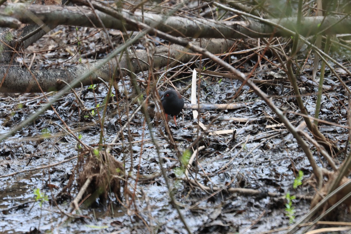 Spotless Crake - ML641102319