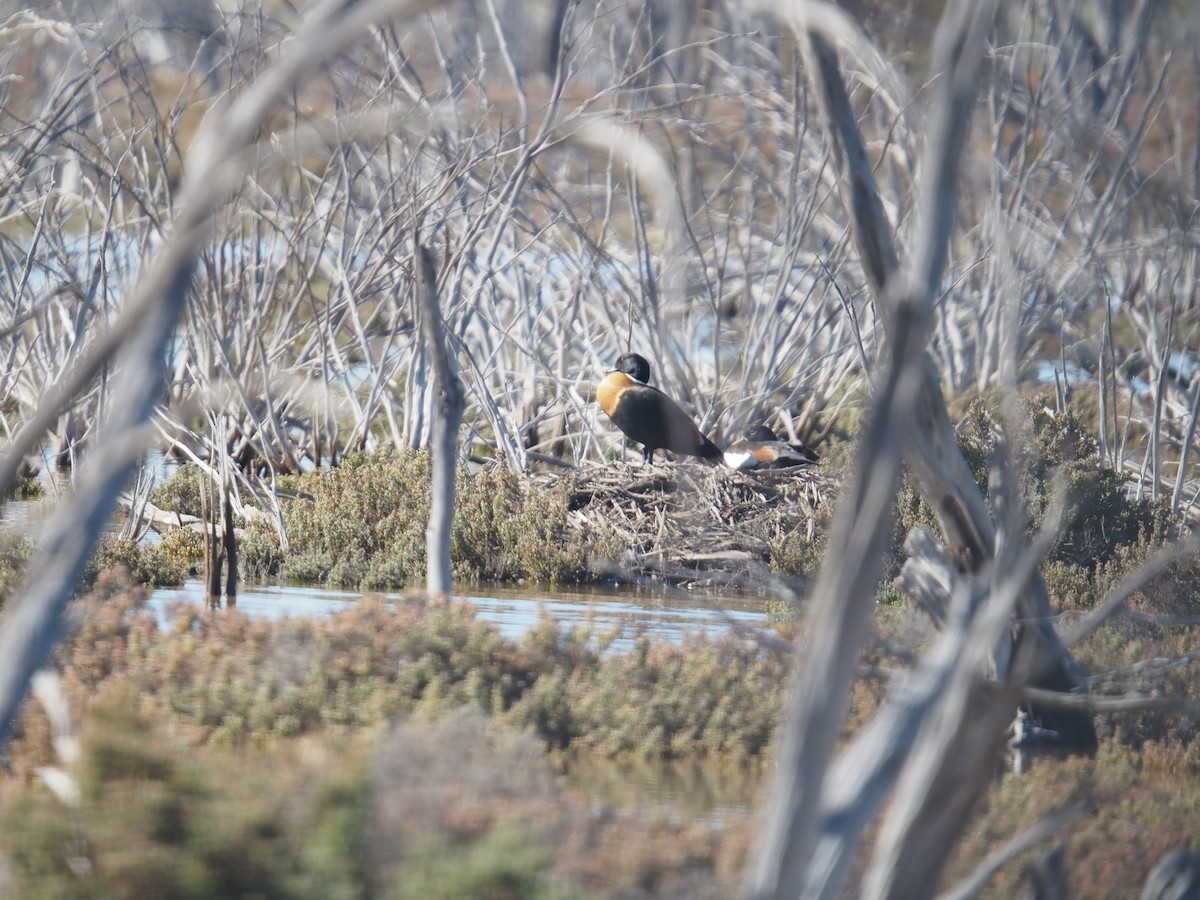 Australian Shelduck - ML641102320