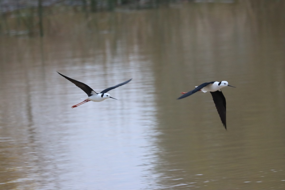 Pied Stilt - ML641102325