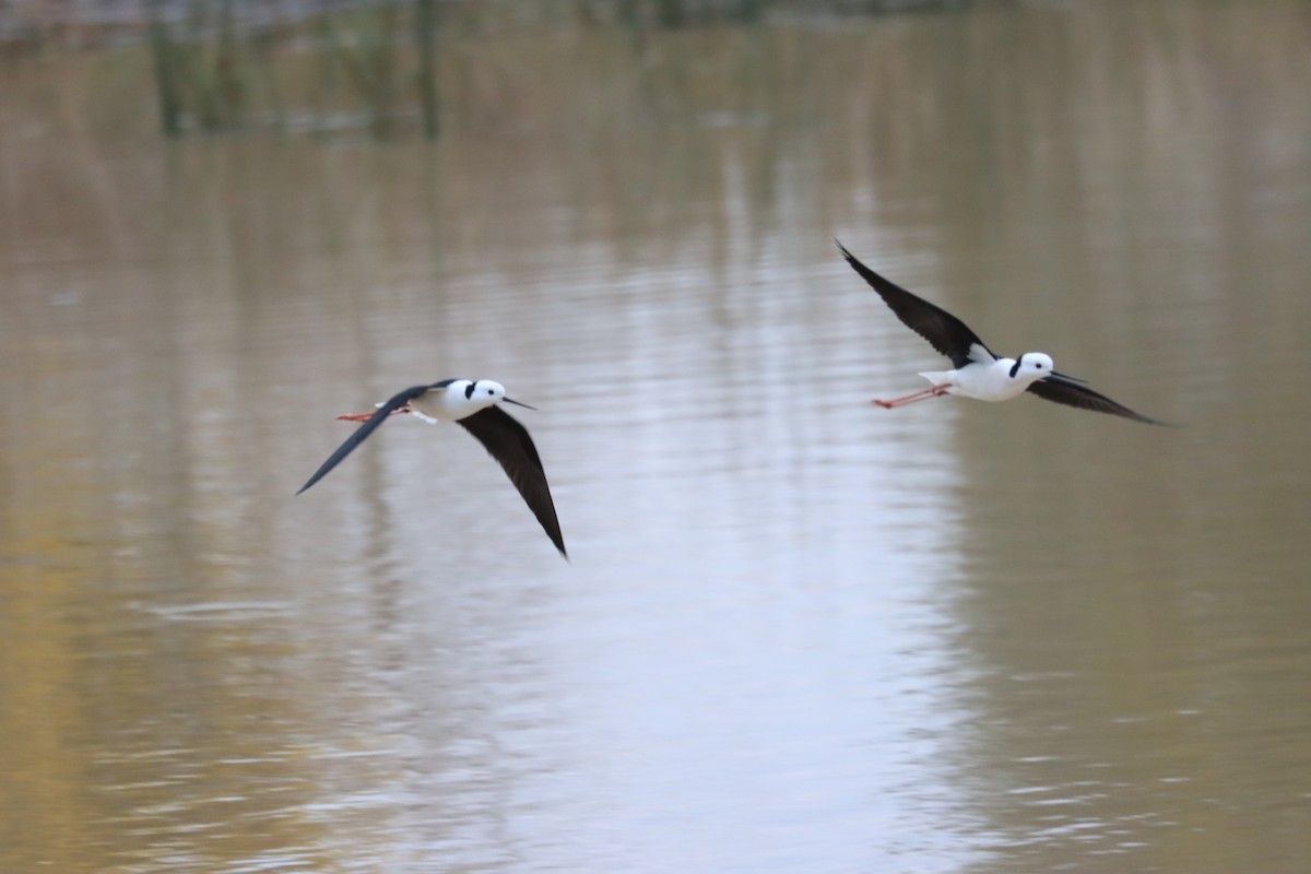 Pied Stilt - ML641102333