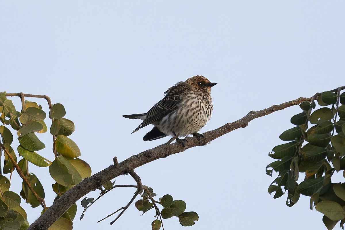Violet-backed Starling - ML641102334