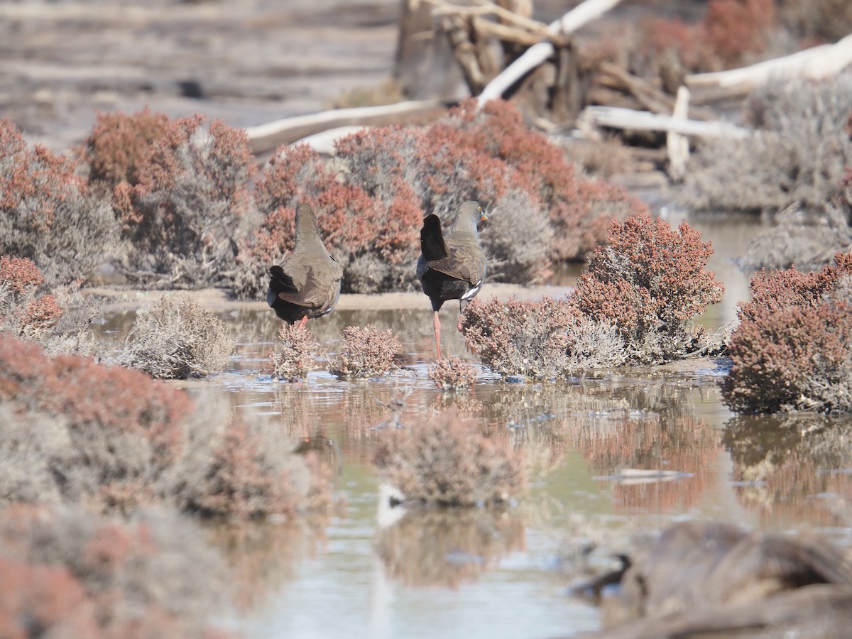 Black-tailed Nativehen - ML641102362