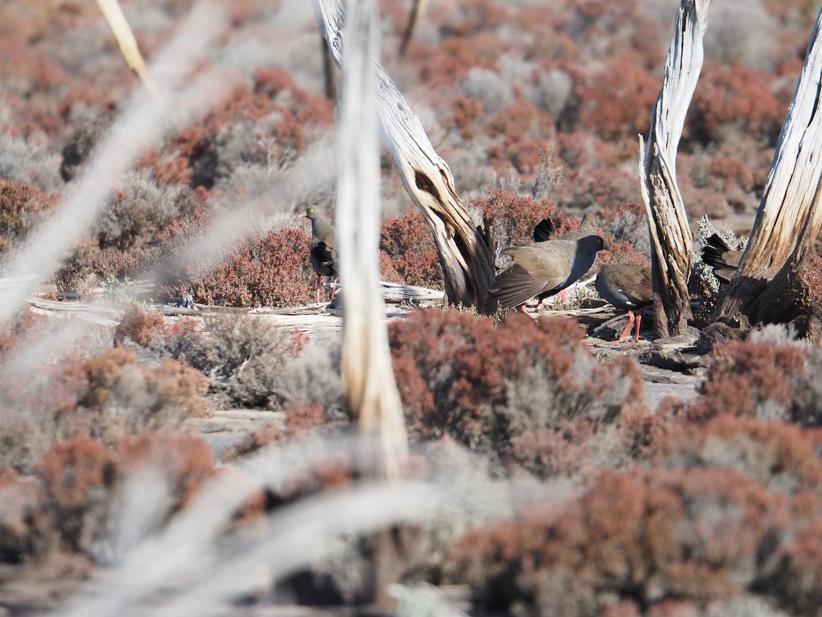Black-tailed Nativehen - ML641102363