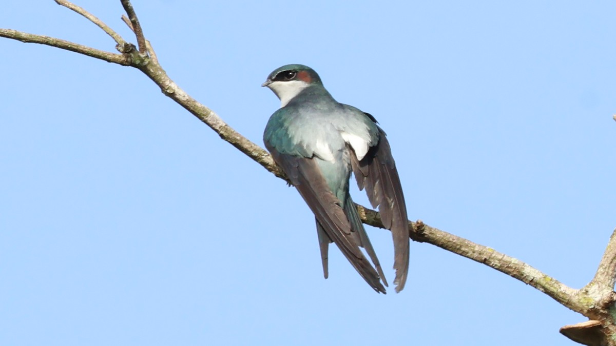 カンムリアマツバメ - ML641102389