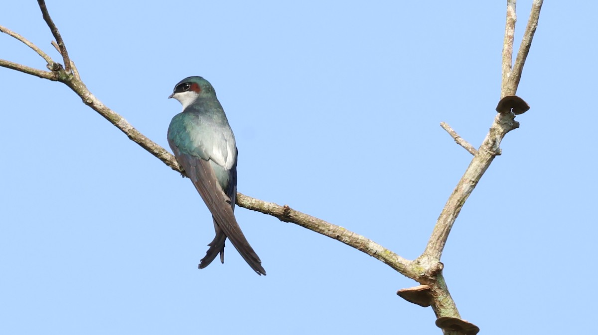 カンムリアマツバメ - ML641102390
