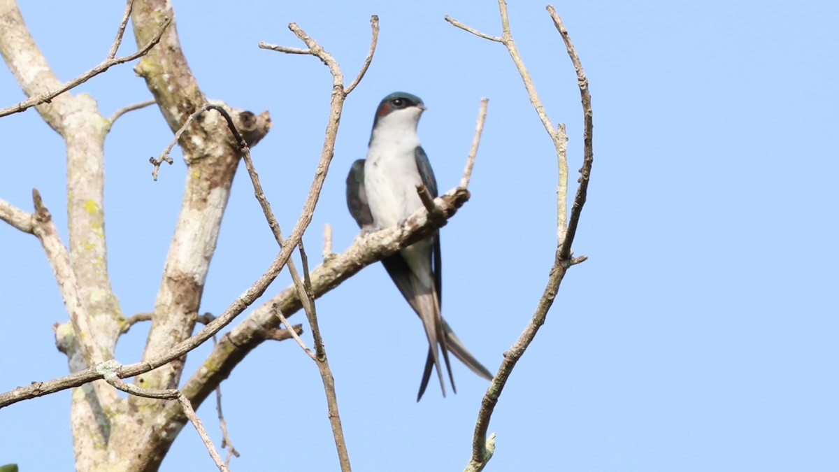 カンムリアマツバメ - ML641102391