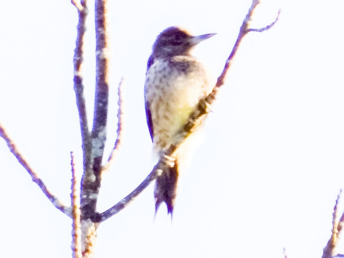 Yellow-bellied Sapsucker - ML641102411