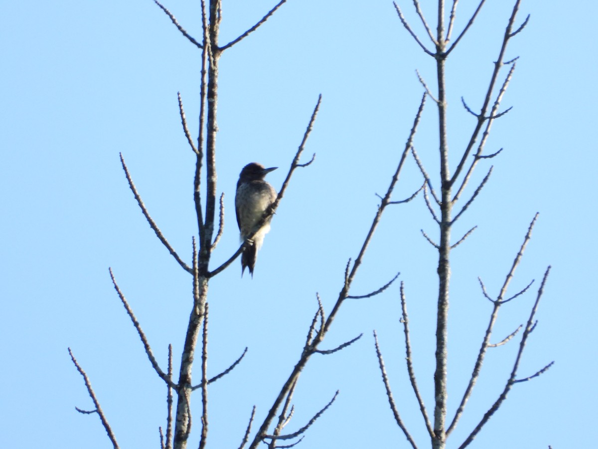 Yellow-bellied Sapsucker - ML641102412