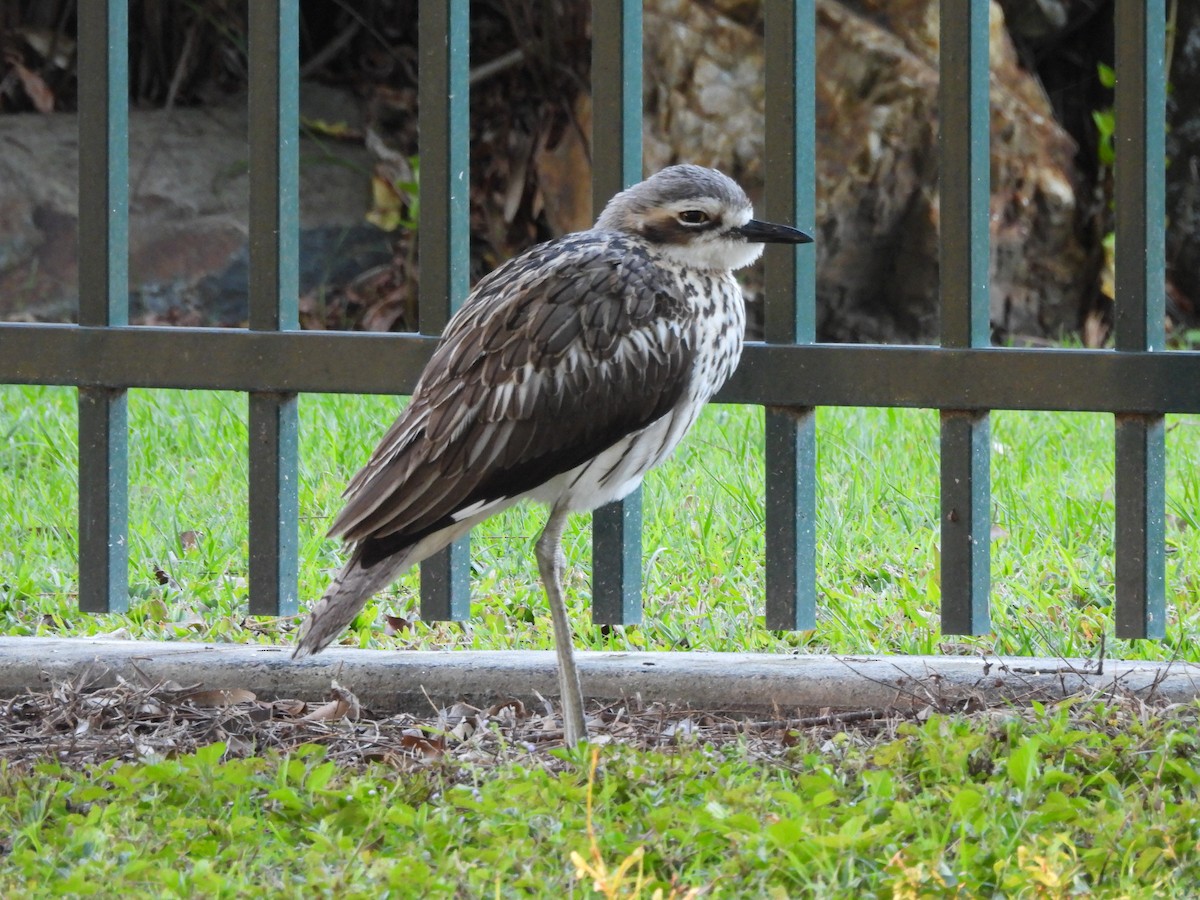 Bush Thick-knee - ML641102413