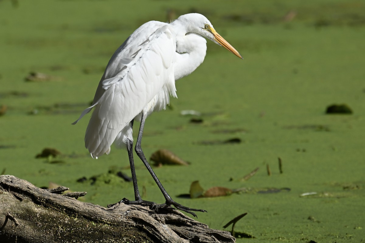 Great Egret - ML641102419
