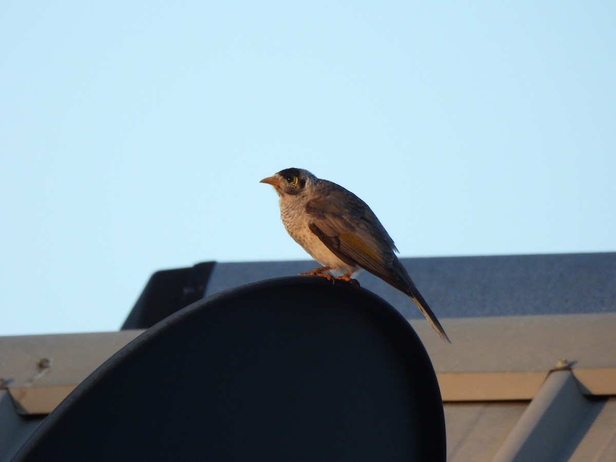 Noisy Miner - ML641102425
