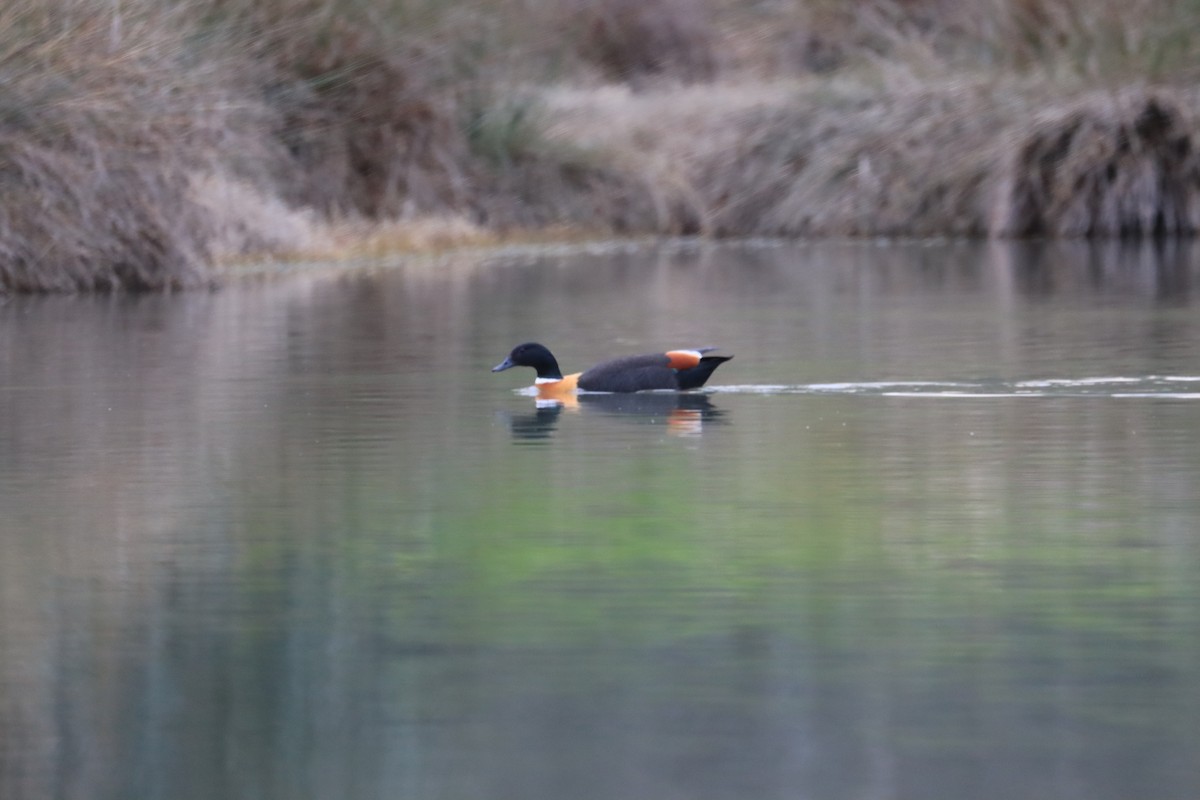 Australian Shelduck - ML641102426