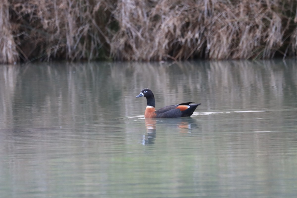 Australian Shelduck - ML641102427