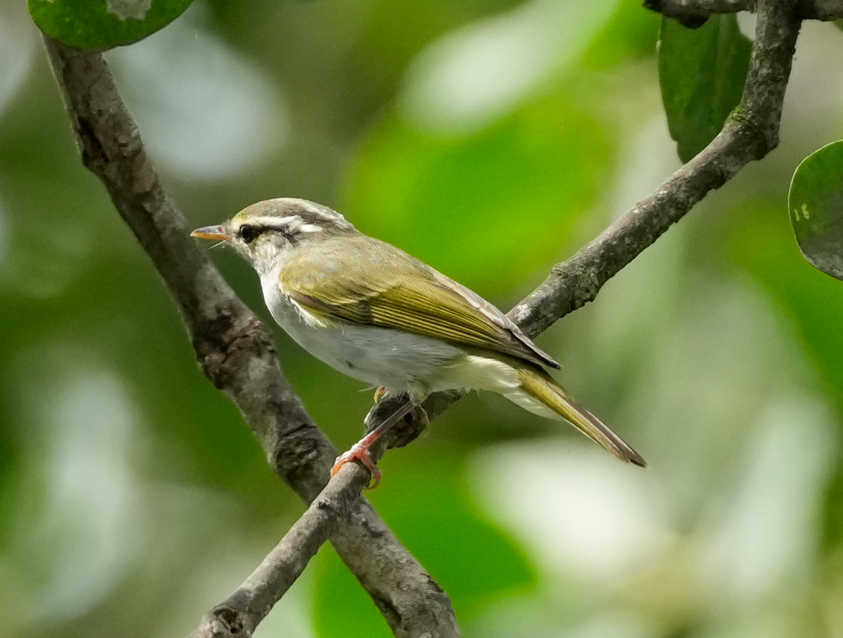 Eastern Crowned Warbler - ML641102432