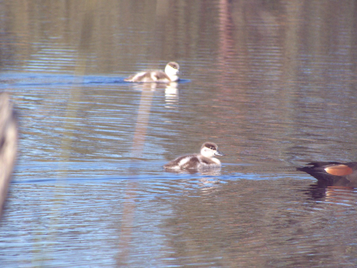 Australian Shelduck - ML641102457