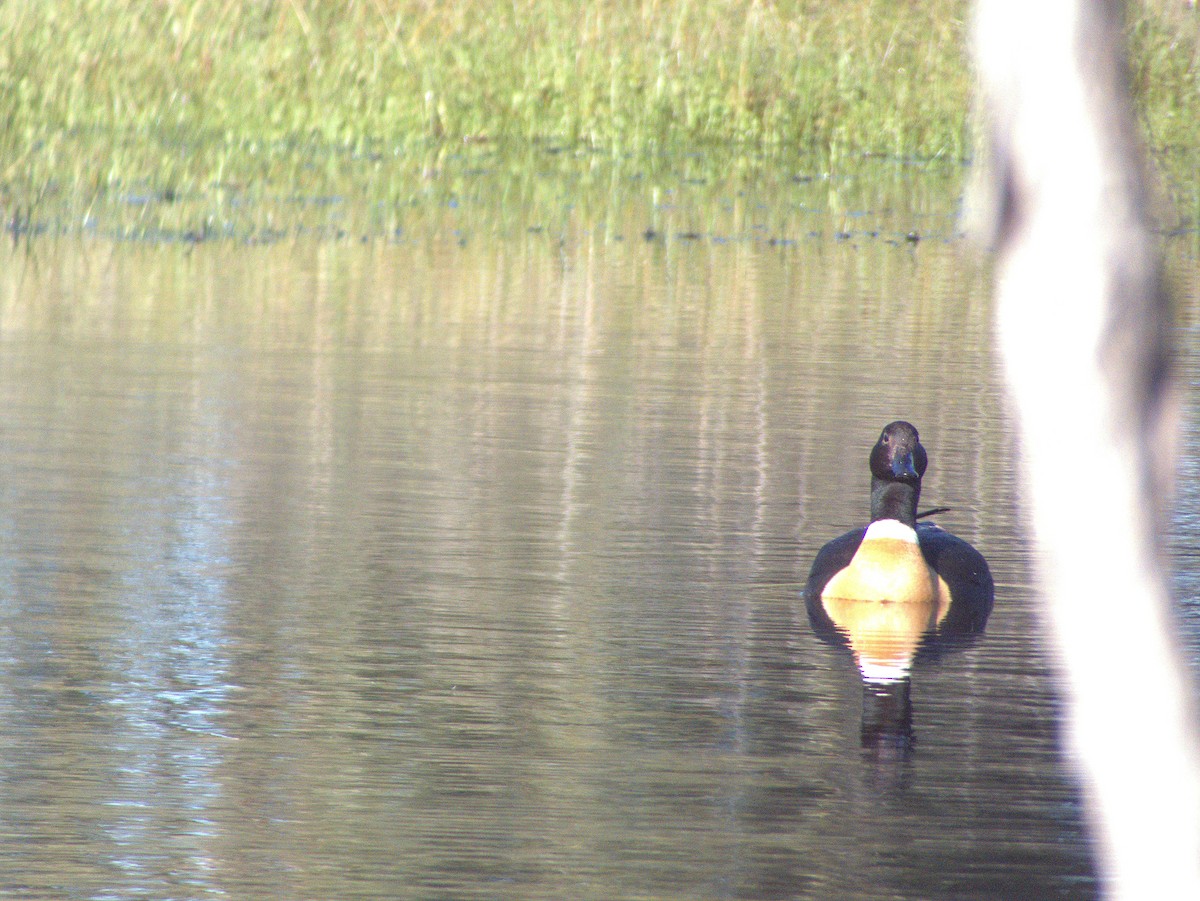 Australian Shelduck - ML641102458