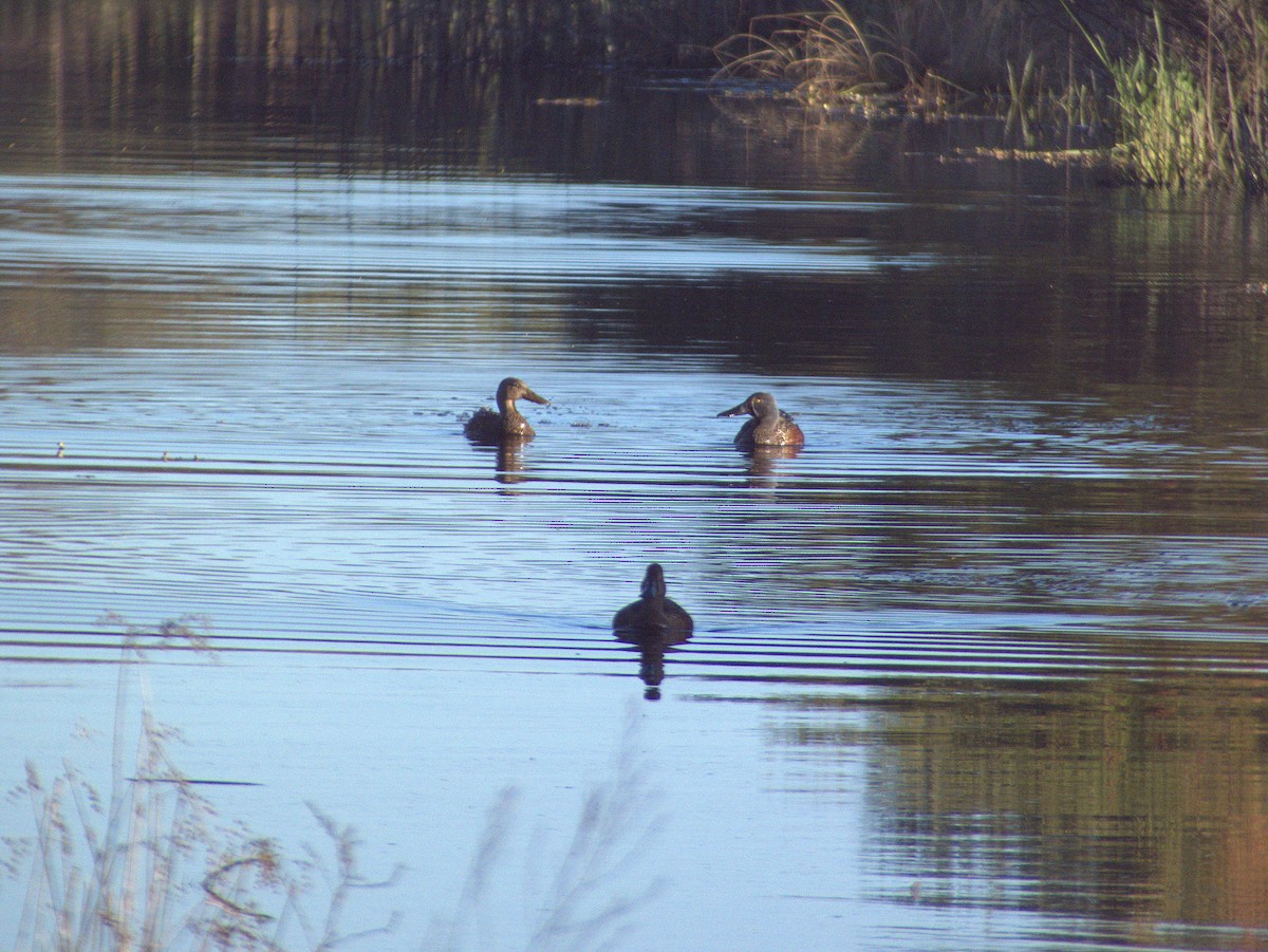 Australasian Shoveler - ML641102506